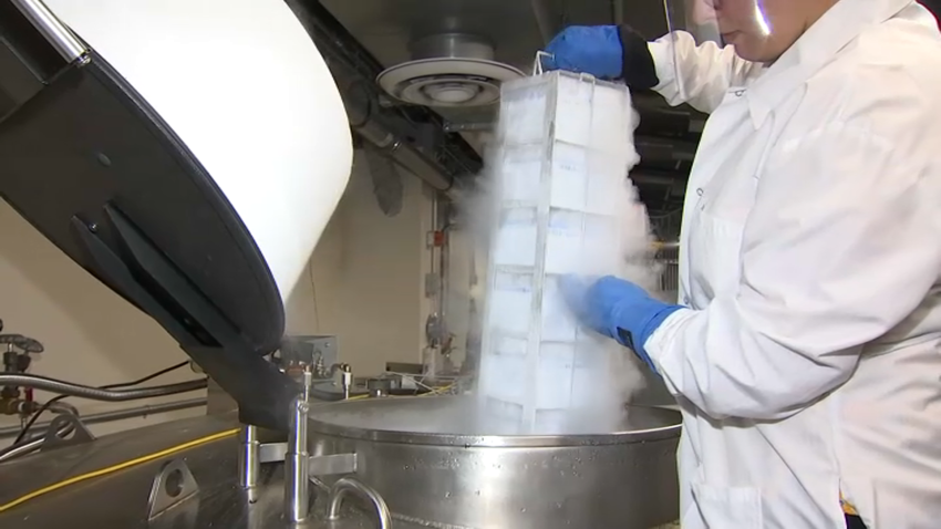 A researcher pulls frozen specimens out of a liquid nitrogen storage cannister at the Harvard T.H. Chan School of Public Health in Boston.