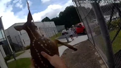 Captado en video: cervatillo intenta entrar a una cárcel
