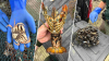 Ship's captain arrested in NH for illegally poaching lobster, crab, mussels