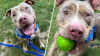 Dog seen on social media being hit by leash in Dorchester to go up for adoption