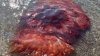 Massive jellyfish spotted at Maine beach, swimmers warned to be careful of its sting