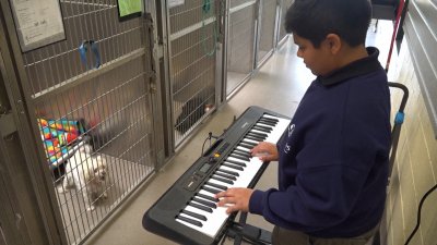 WATCH: Volunteers perform live music to comfort shelter animals