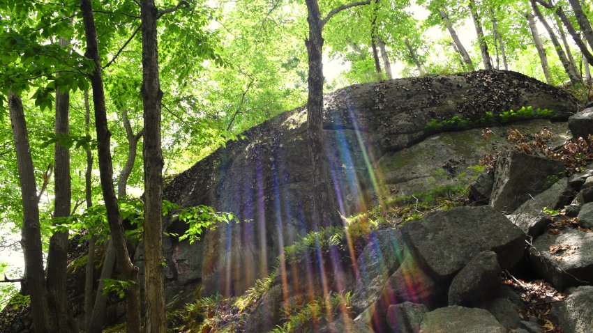 Rainbow sunbeams in the woods create a magical effect.