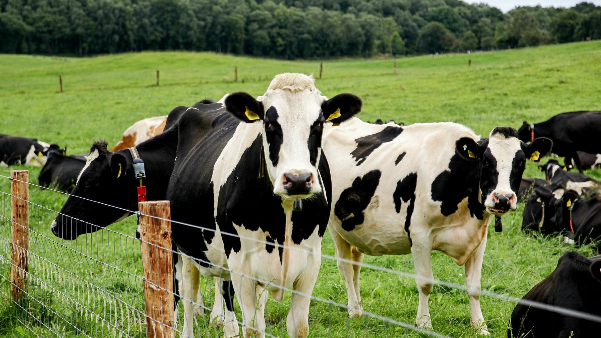A Vermont dairy farm raided by ICE. Mixed messages since have increased fears