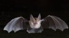 A wild bat attack during Arizona trip cost Mass. woman over $20,000 in medical bills