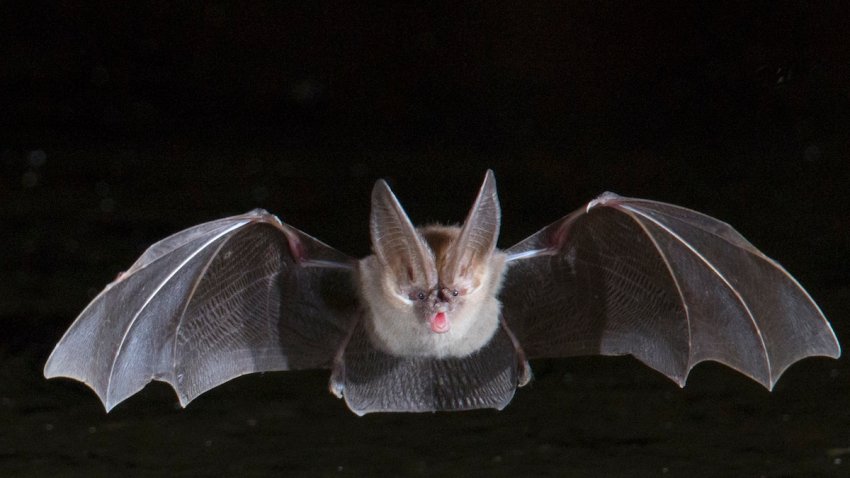 Townsend’s Big-Eared Bat flying (Corynorhinus towsendii)  Sonoran Desert, Arizona