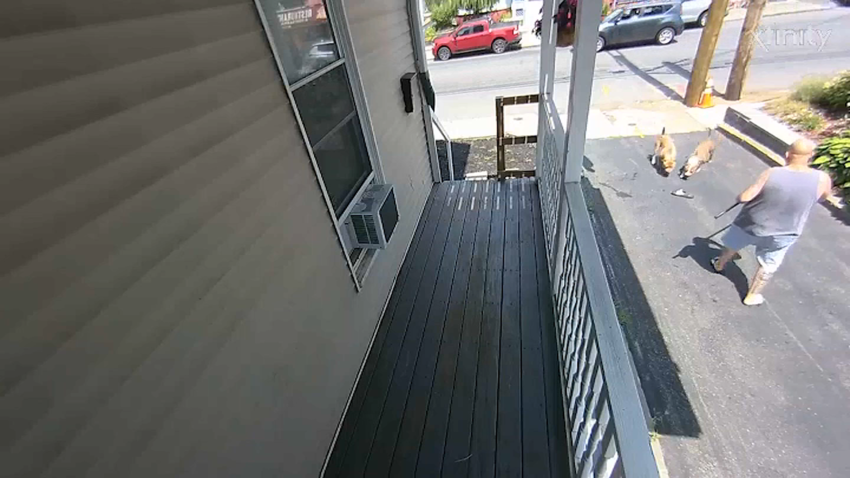 Surveillance footage shows two roaming dogs in Lynn, Massachusetts.
