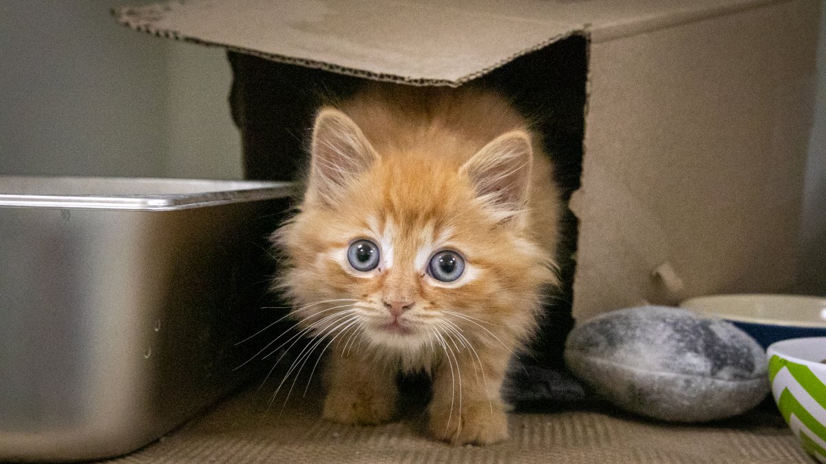 Kitten rescued from storm drain near I-95 on-ramp – NBC Boston