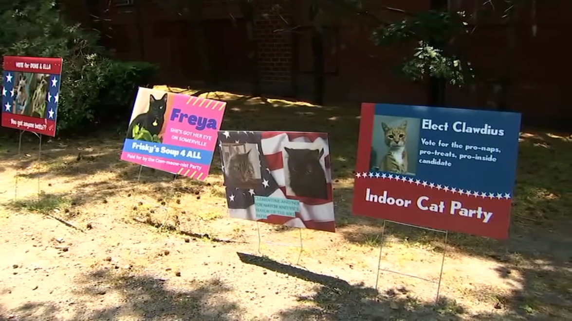 cat-mayor-signs-somerville.png