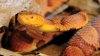 MassWildlife pushes back on Attleborough's report of a venomous snake
