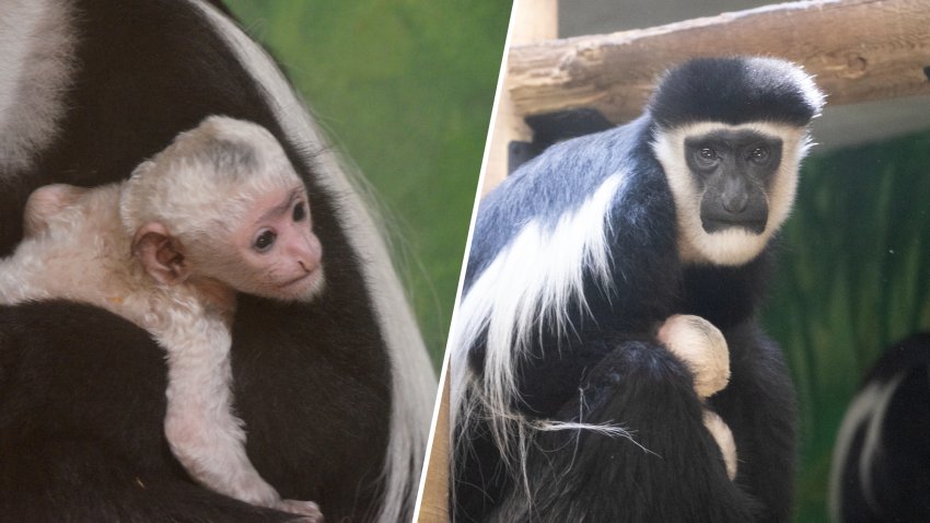 A splitscreen image: One shows a closeup of a baby colobus monkey in its parents arms, the second angle is a wider shot.