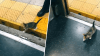 Viral video of a lost kitten walking into an NYC subway car has an adorable ending