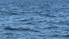 Man's body found in NH's Lake Winnipesaukee after report of missing swimmer