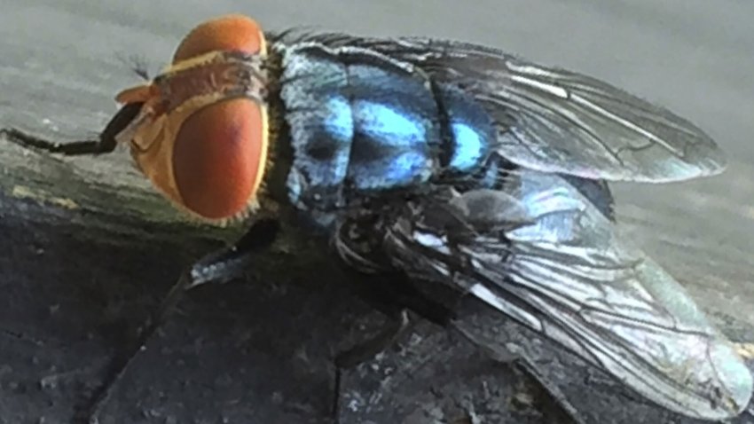 An adult New World screwworm fly sits at rest in this undated photo. (Denise Bonilla/U.S. Department of Agriculture via AP)