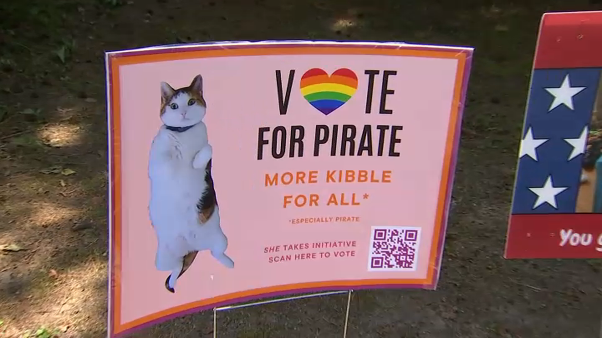 pirate-kibble.png