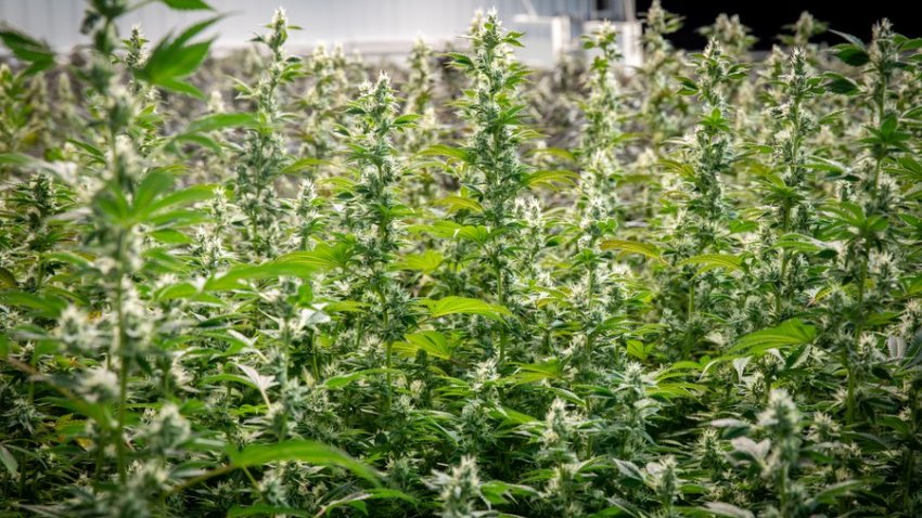 The cannabis industry needs more help from lawmakers and regulators. Pictured: cannabis grown by Suncrafted Cannabis, which is part of Holistic Health Group, whose products are sold in Middleboro.