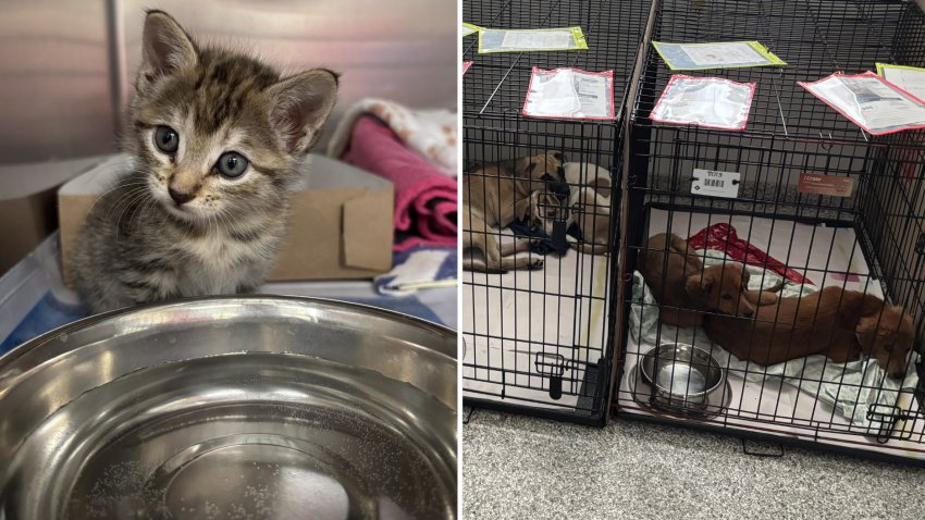 A cat and dogs in a central Texas animal shelter after catastrophic flooding.