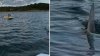 Paddleboarders spot great white shark off Woods Hole on Fourth of July