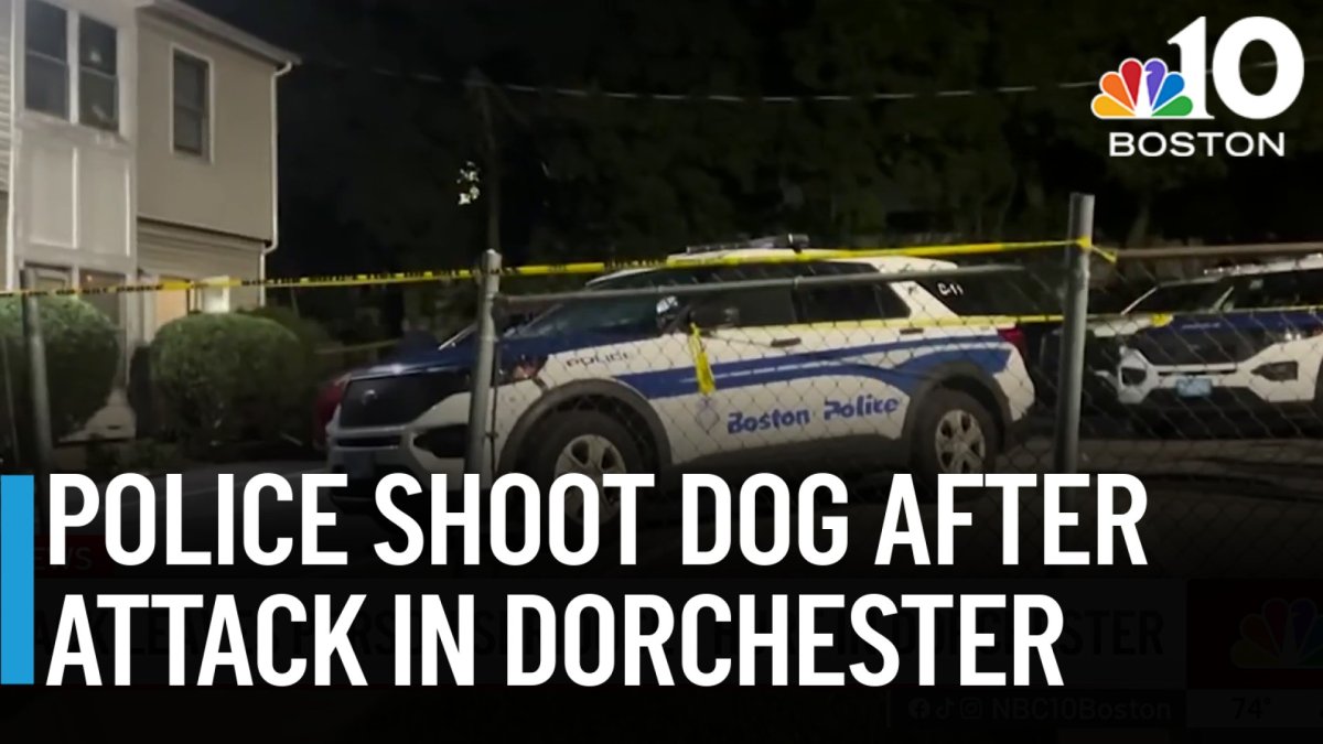 Dog attack leaves person seriously hurt in Dorchester – NBC Boston
