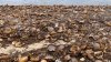 No, dead horseshoe crabs are not piling up on Massachusetts beaches