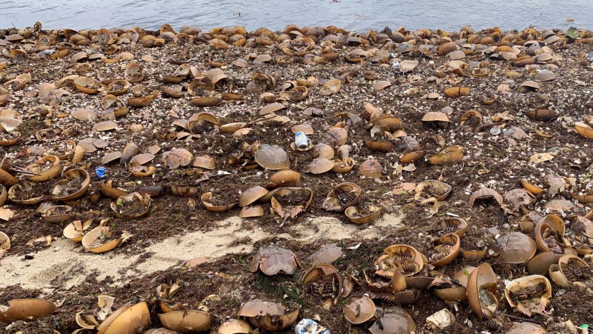 Horseshoe crab exoskeletons washed up on a Massachusetts beach.