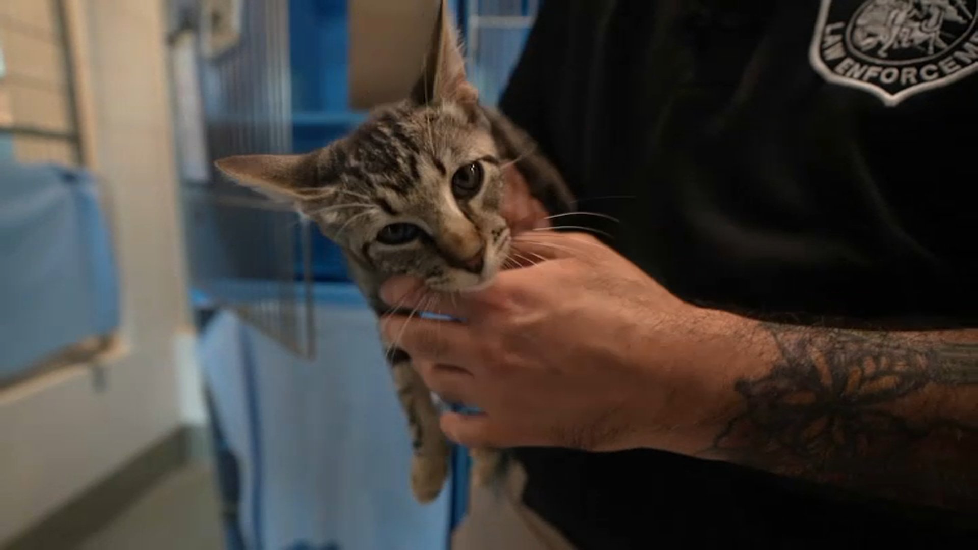 MSPCA Angell s new pathology lab opens in Boston