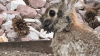 Rabbits with tentacle-like growths spotted in Colorado