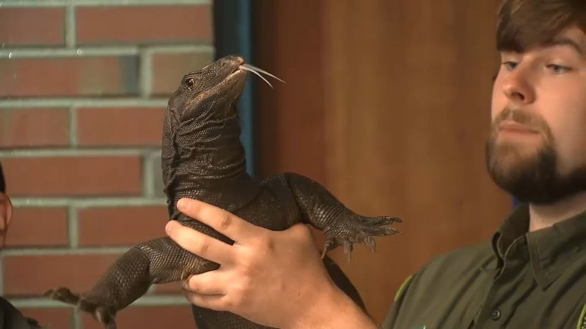 Goose, a water monitor lizard captured Saturday, Aug. 2, 2025, after a two-week escape in Massachusetts, being shown by a Rainforest Reptiles official at a news conference on Monday.