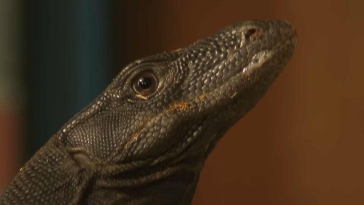 Update on water monitor lizard escape from Webster, Mass. – NBC Boston
