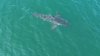 Video: Large great white shark sighting near popular Maine beaches prompts police warning