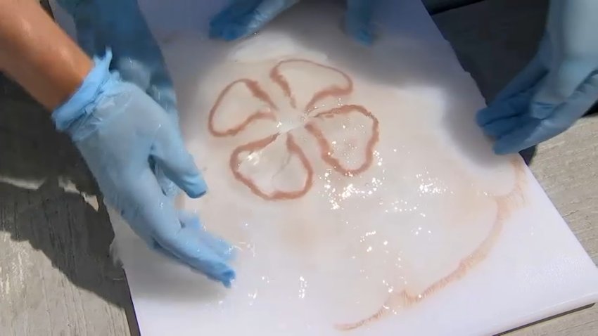 Researchers handling a moon jellyfish. They're working to discover why the species has started stinging people in Mashpee, on Cape Cod.