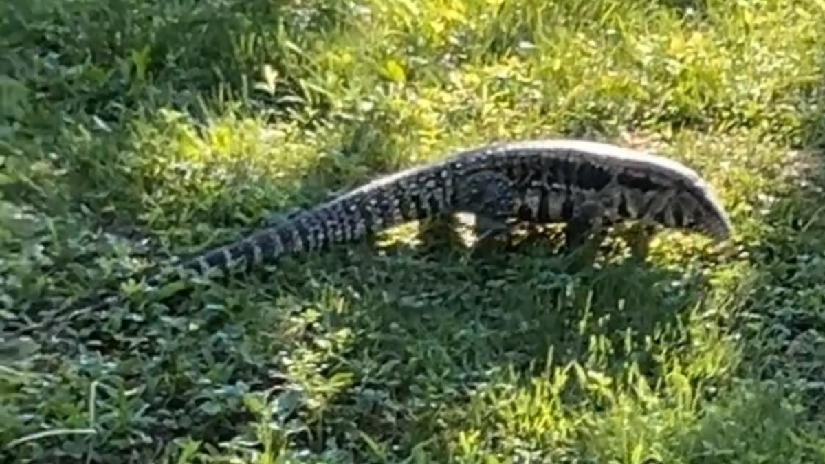Tegu lizard spotted in Old Town, Maine
