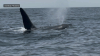 ‘Oh my God': Video gets close up with rare Mass. orca that cavorts with dolphins