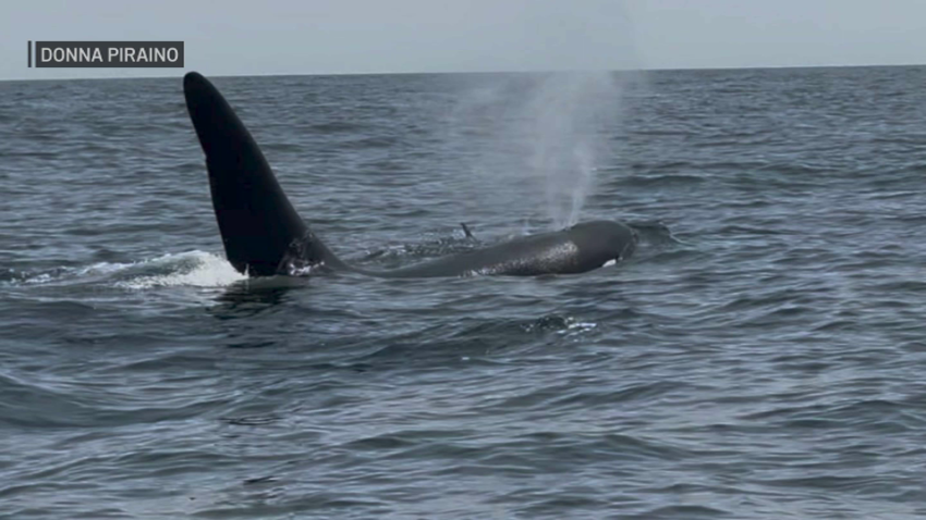 An orca whale known as Old Thom surfacing off of Massachusetts on Sunday, Aug. 10, 2025.