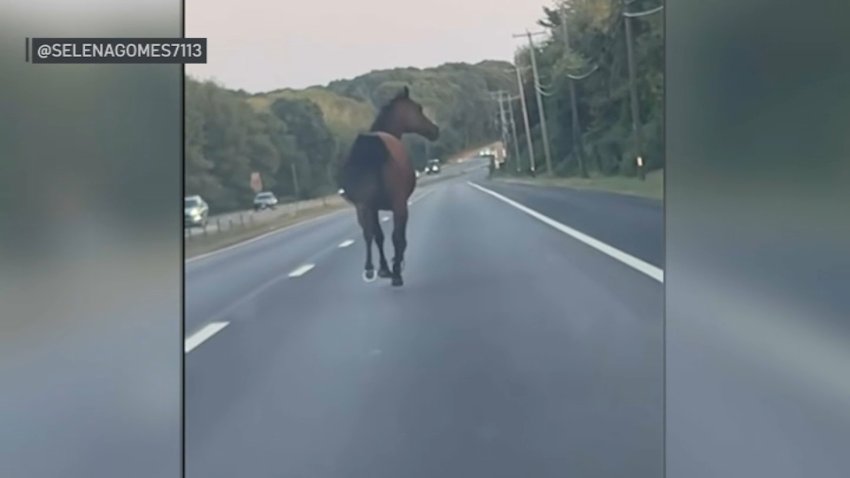 Pacino, the horse, wandered out of her stable and onto Route 1 in North Kingstown, Rhode Island, causing traffic delays on Saturday, August 17, 2025.