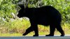 Be careful grilling — a 400-lb bear is on the loose in this Massachusetts town