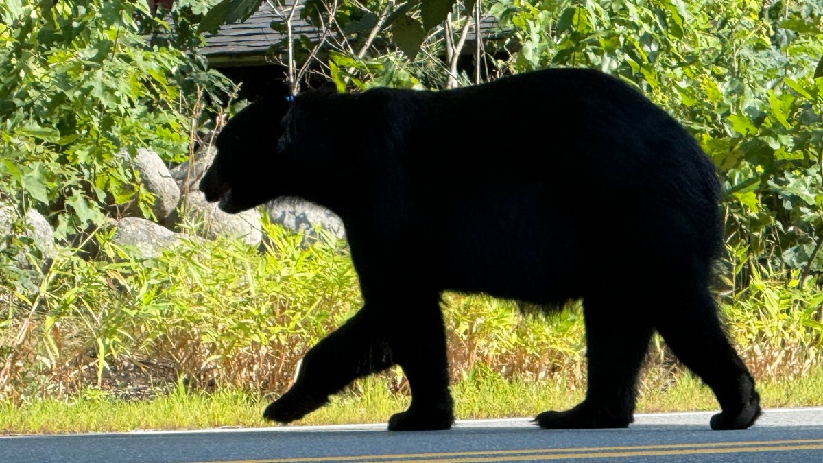 Be careful grilling — a 400-lb bear is on the loose in this Massachusetts town
