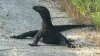 Lizard on the lam: Escaped water monitor spotted in another Massachusetts town
