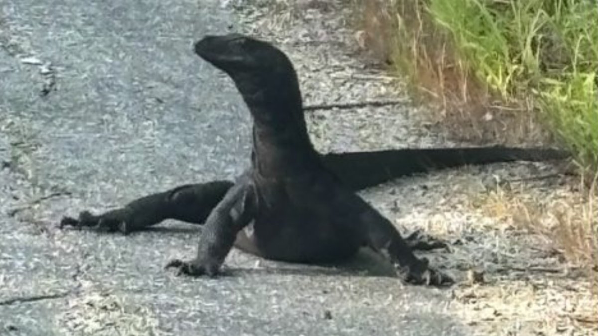 Lizard on the lam: Escaped water monitor spotted in another Massachusetts town