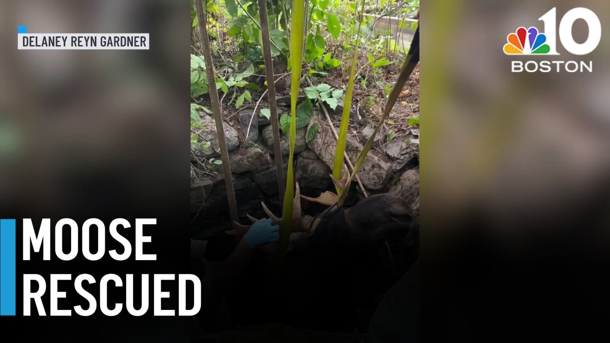 VIDEO: Moose rescued after falling into well in Maine – NBC Boston