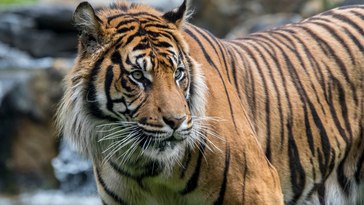 Tiger handler fatally mauled at Oklahoma preserve – NBC Boston