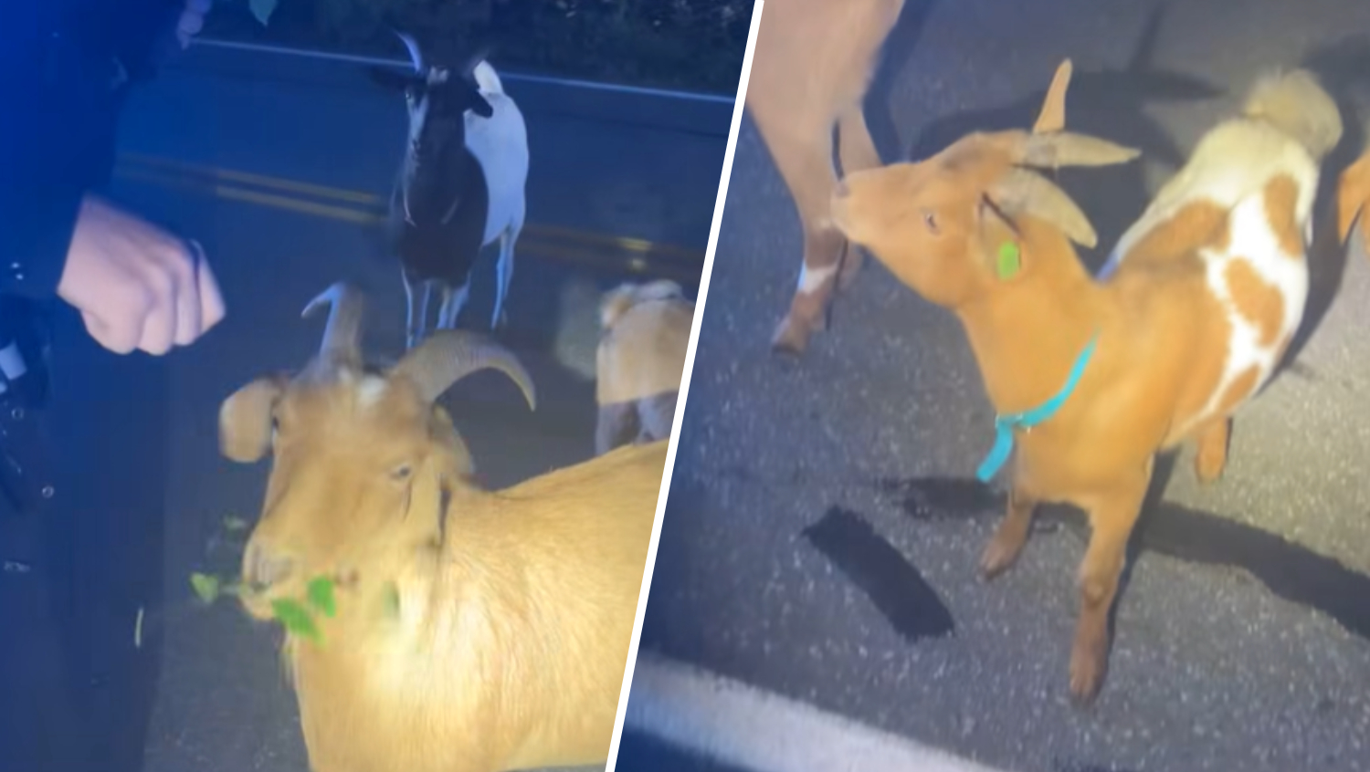 Pelham, NH police joke about goats disrupting traffic – NBC Boston