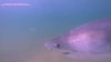 A new trend has surfaced among sharks in Cape Cod waters. Here's what one expert says