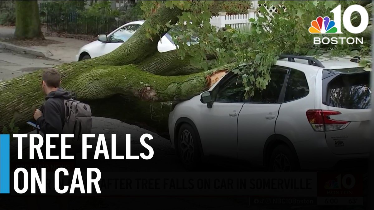 Driver injured as tree falls on car in Somerville – NBC Boston