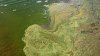 Stoughton officials issue warning after dog dies following swim in local pond