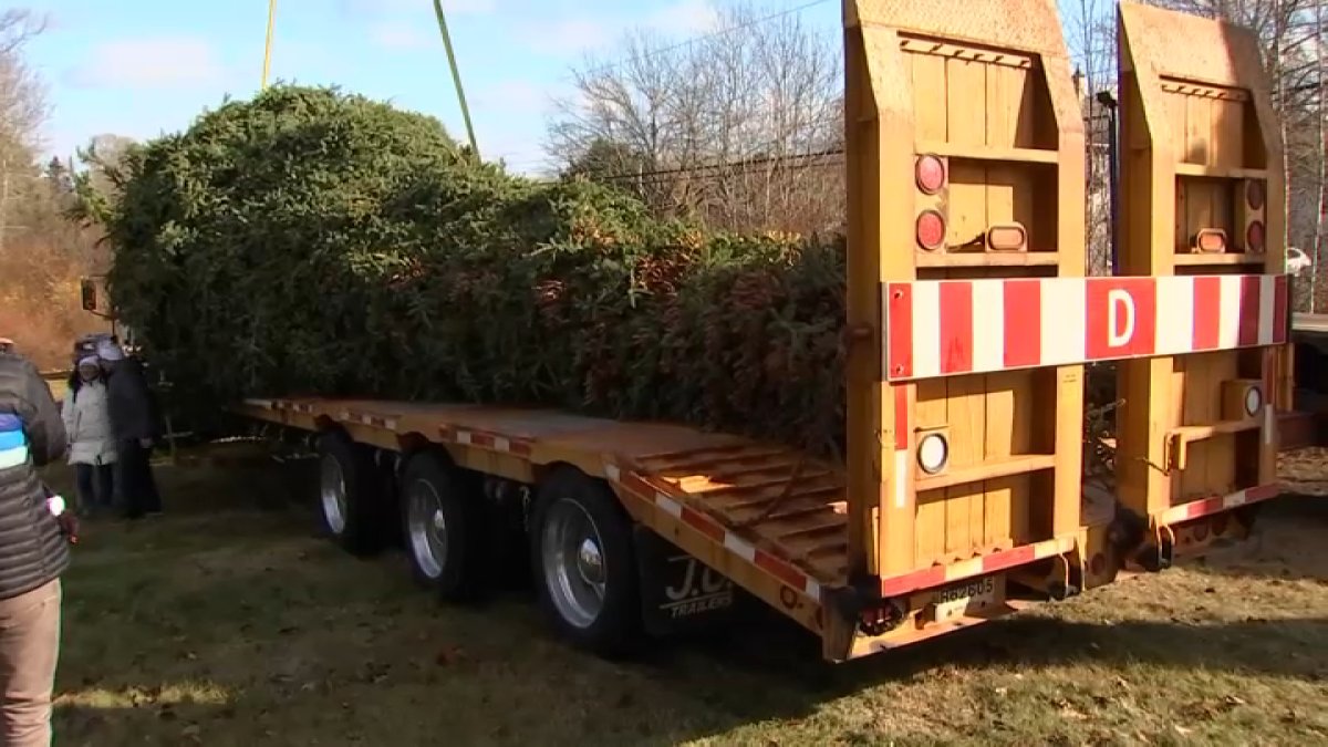 Boston's Christmas tree arrives from Nova Scotia: Watch live at 11