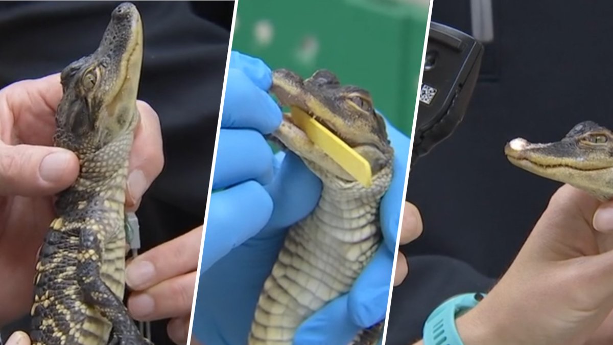 Check out Boston's baby alligator checkup after rescue from frigid Charles River