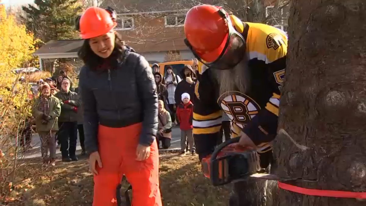 Mayor Wu attends ‘Tree for Boston' cutting ceremony in Nova Scotia