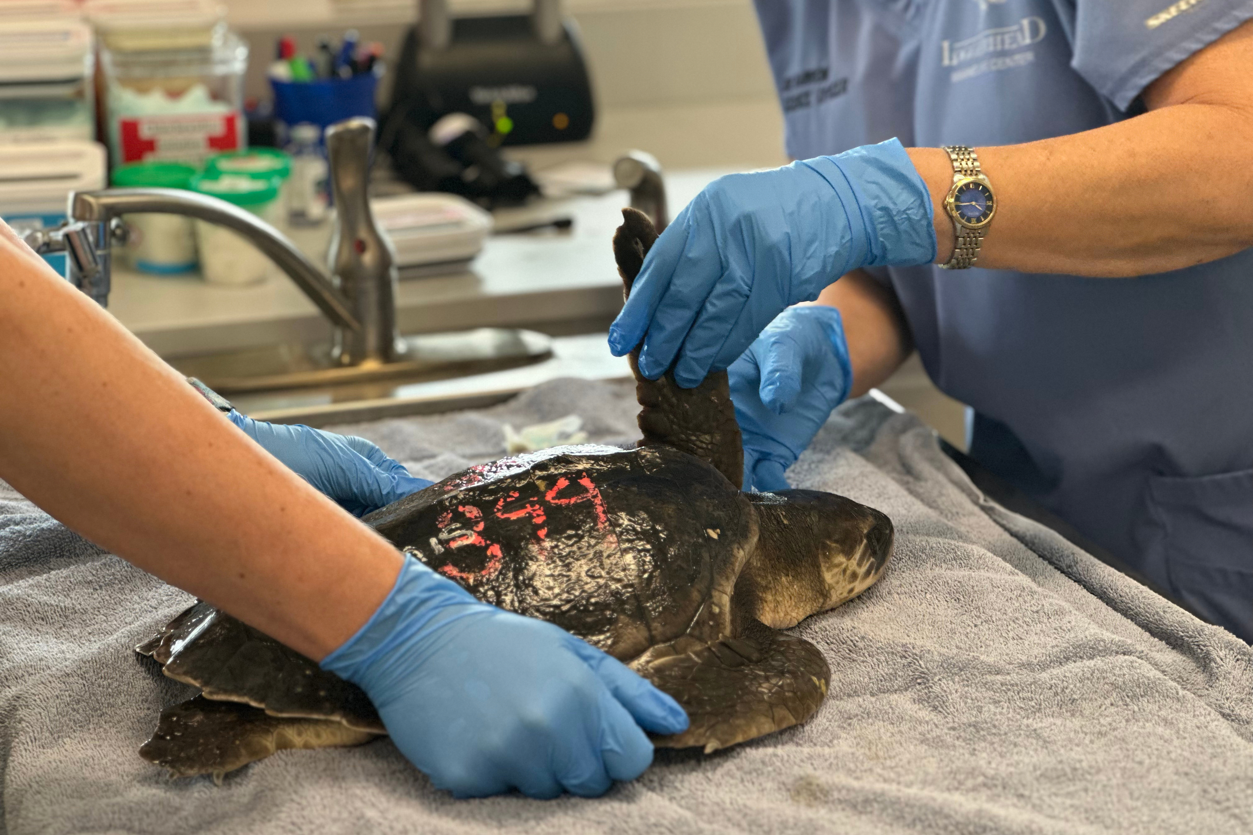 24 endangered sea turtles recovering in Florida after cold stunning off ...