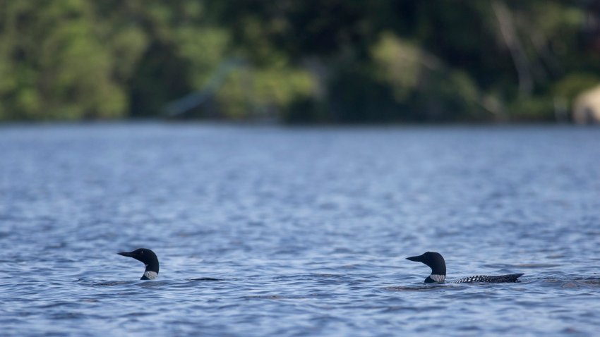 STANDISH, ME &#8211;  JULY 5: Two loons in the water at Watchic Lake in Standish, Maine.